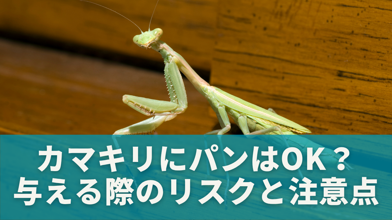 カマキリにパンはOK？与える際のリスクと注意点