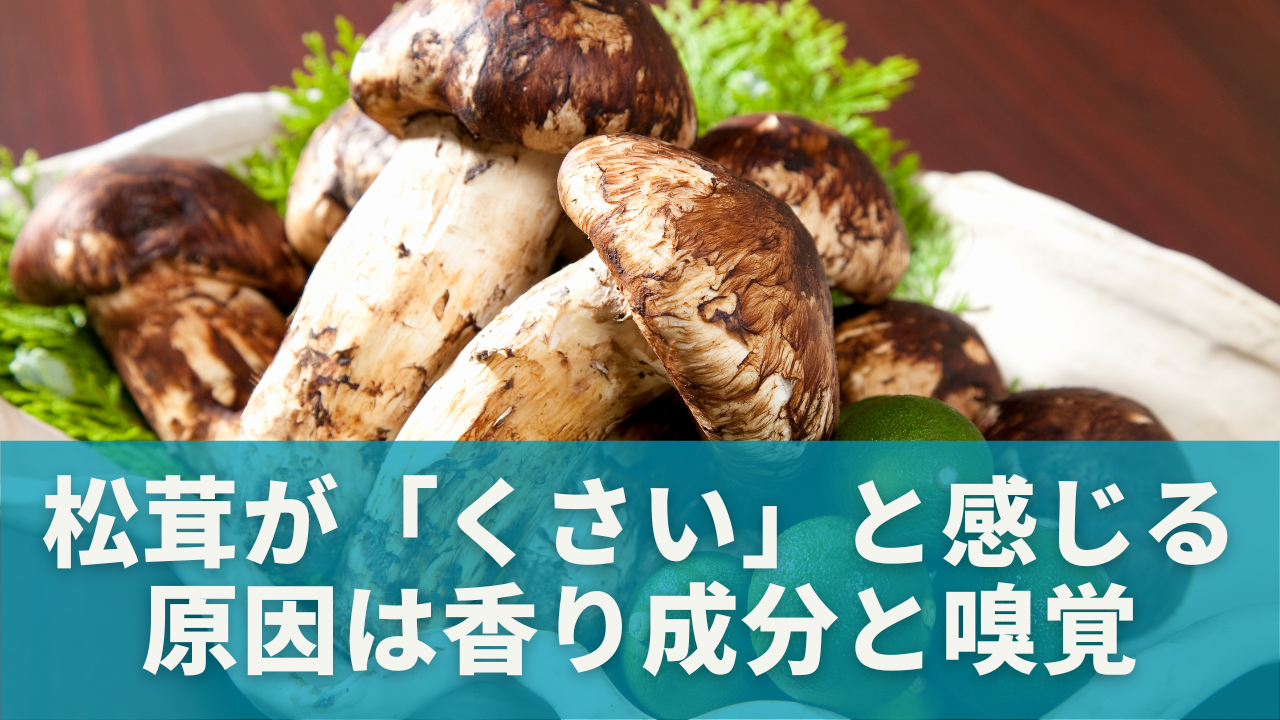 松茸が「くさい」と感じる原因とは？｜香り成分と嗅覚の個人差から解説