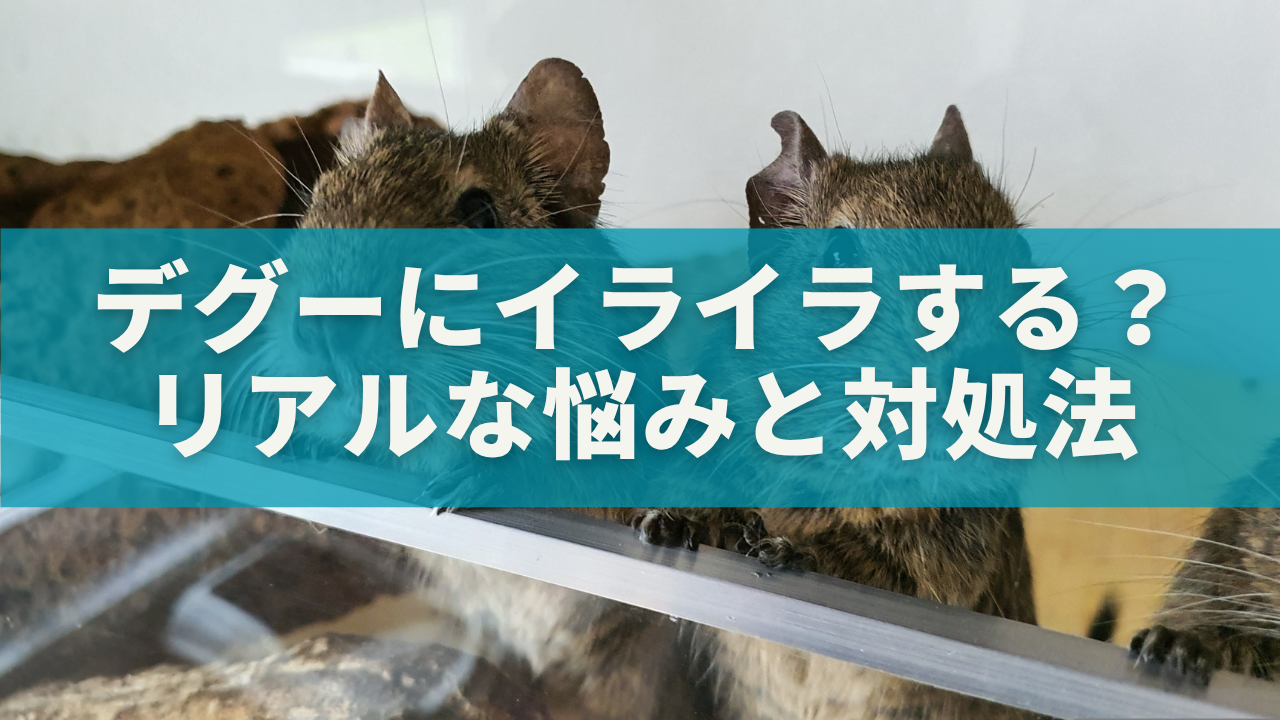 デグーにイライラする飼い主が急増？リアルな悩みと対処法を徹底解説！
