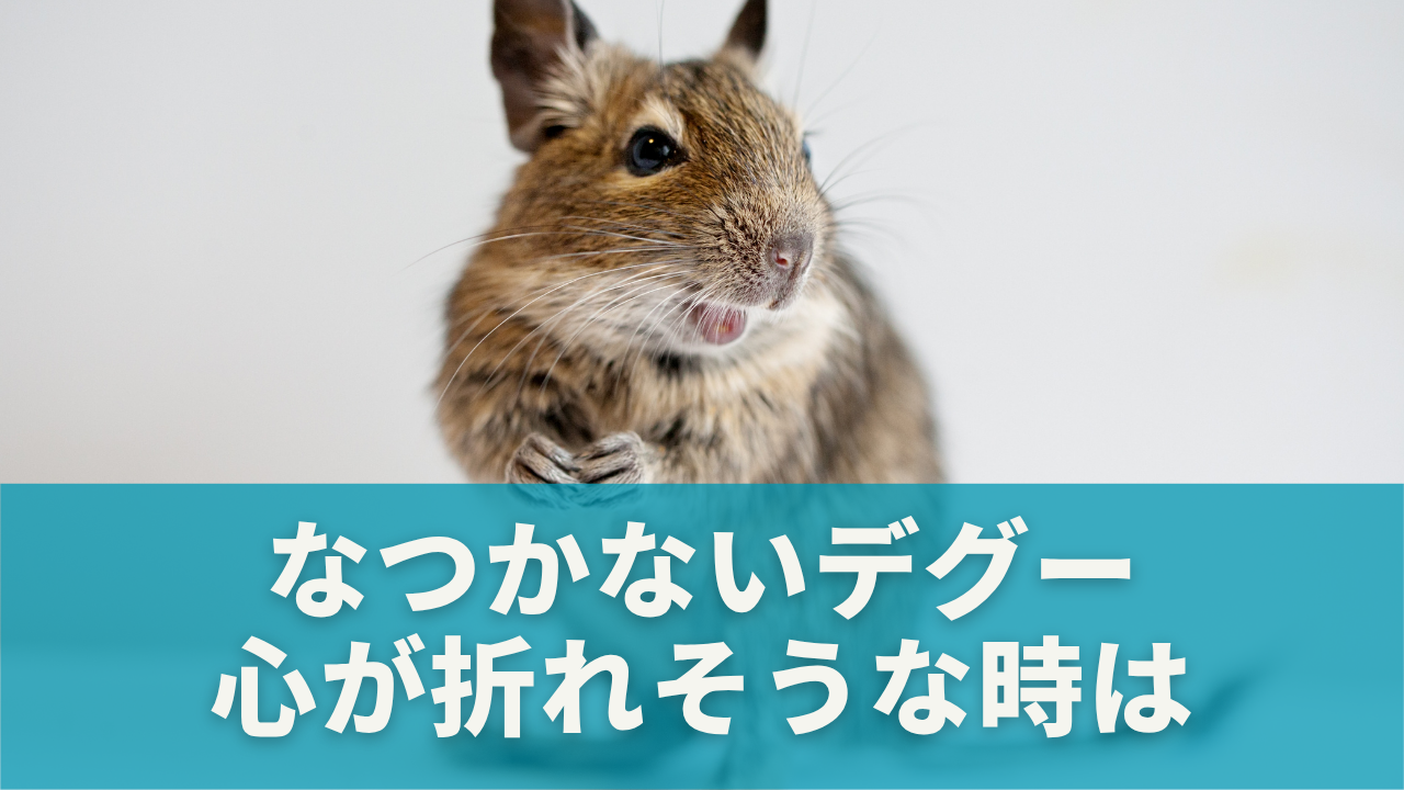 なつかないデグーに疲れた…心が折れそうなときの向き合い方