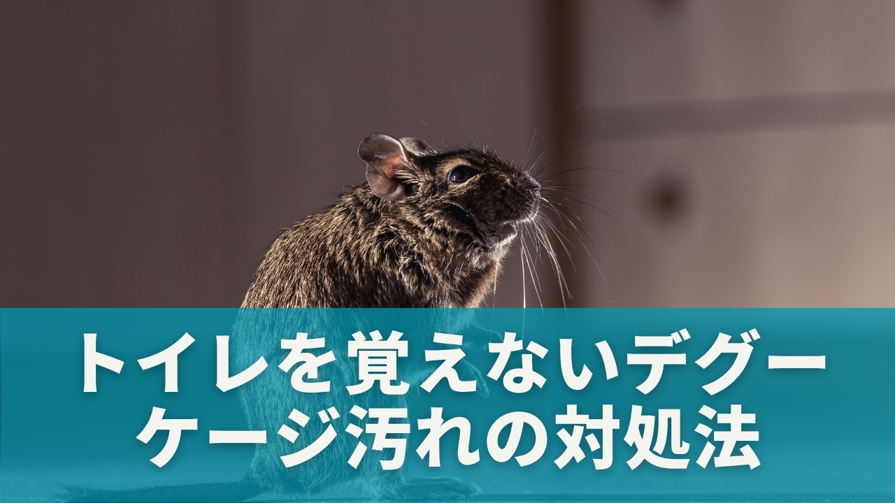 トイレを覚えないデグー｜ケージがすぐ汚れる問題の対処法