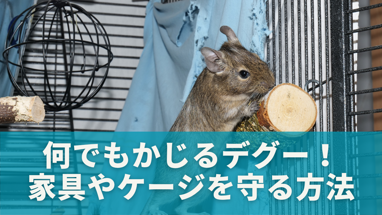 何でもかじるデグー！家具やケージを守る方法とは？