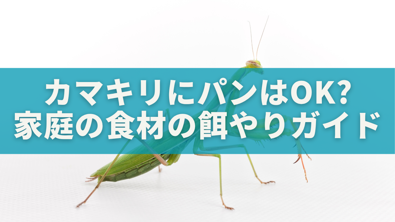 カマキリにパンは与えても大丈夫？家庭の食材を使う餌やり完全ガイド