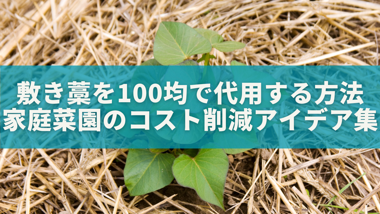 敷き藁を100均で代用する方法｜家庭菜園のコスト削減アイデア集
