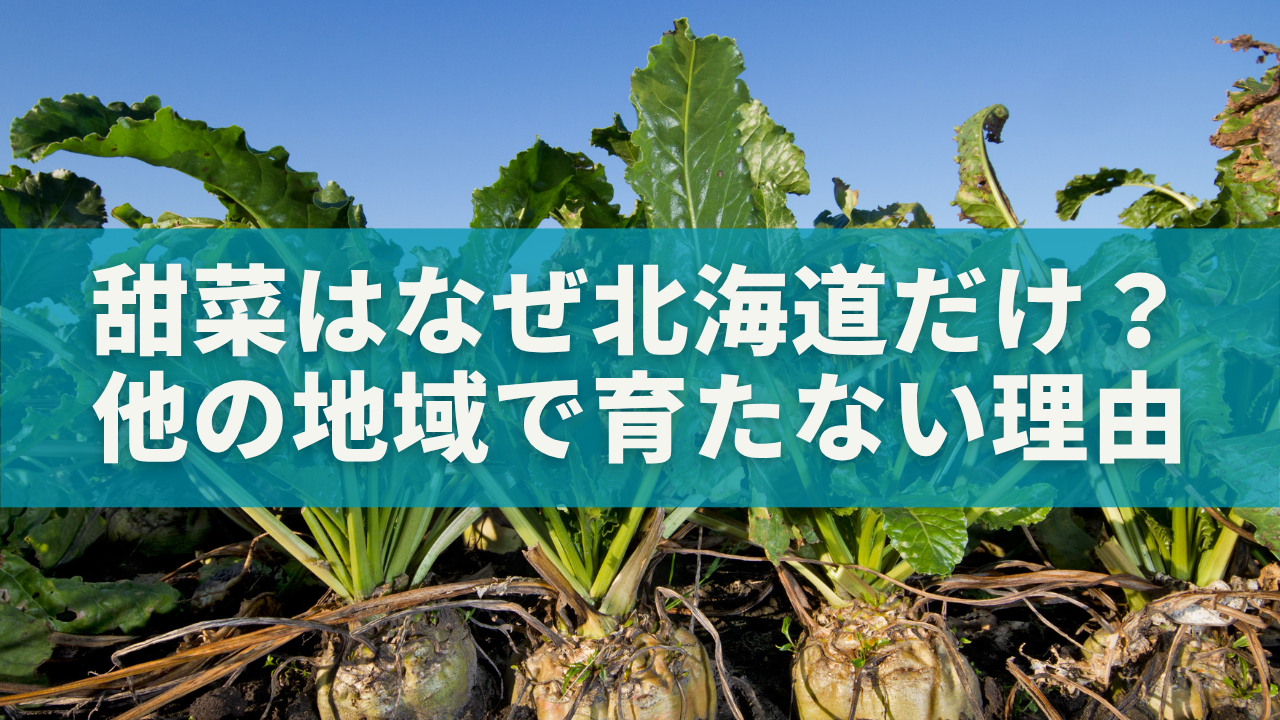 甜菜（てんさい）はなぜ北海道だけ？他の地域で育たない5つの理由と未来の可能性も解説！