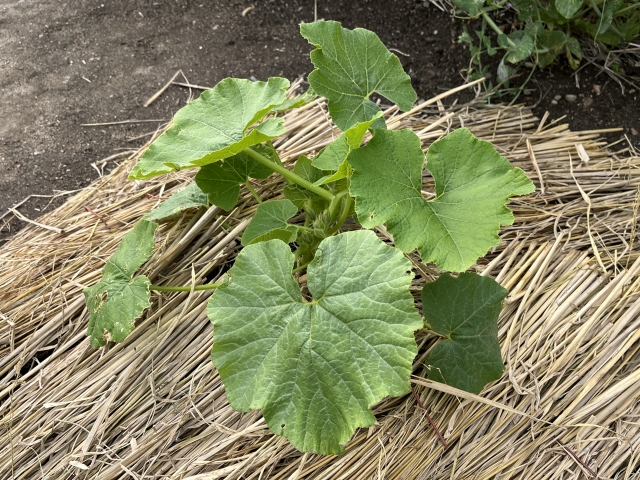 敷き藁って何？家庭菜園に使う理由とその効果